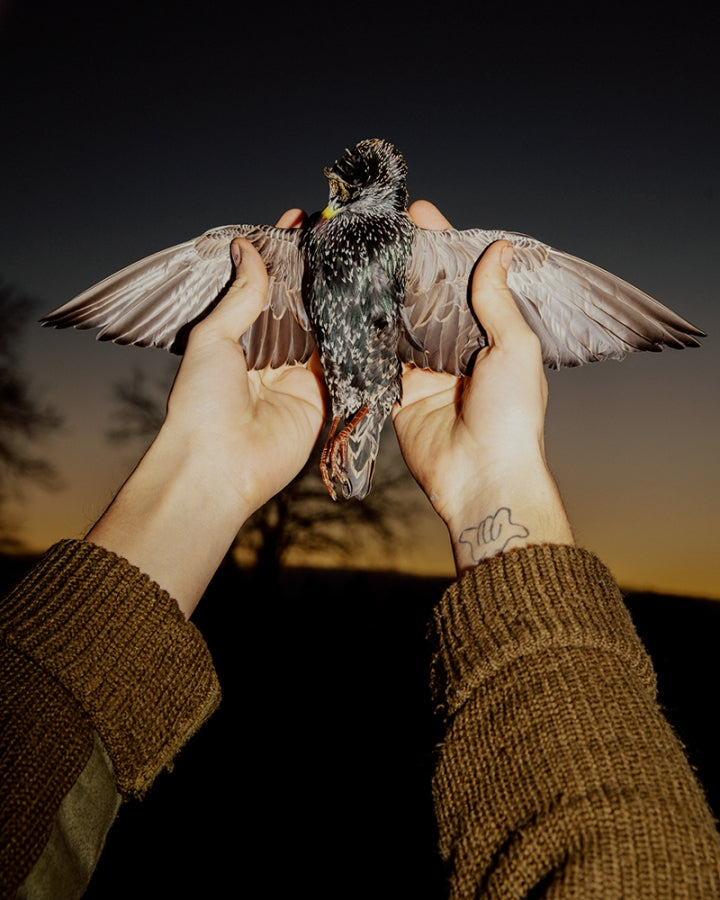 Falconer - Print