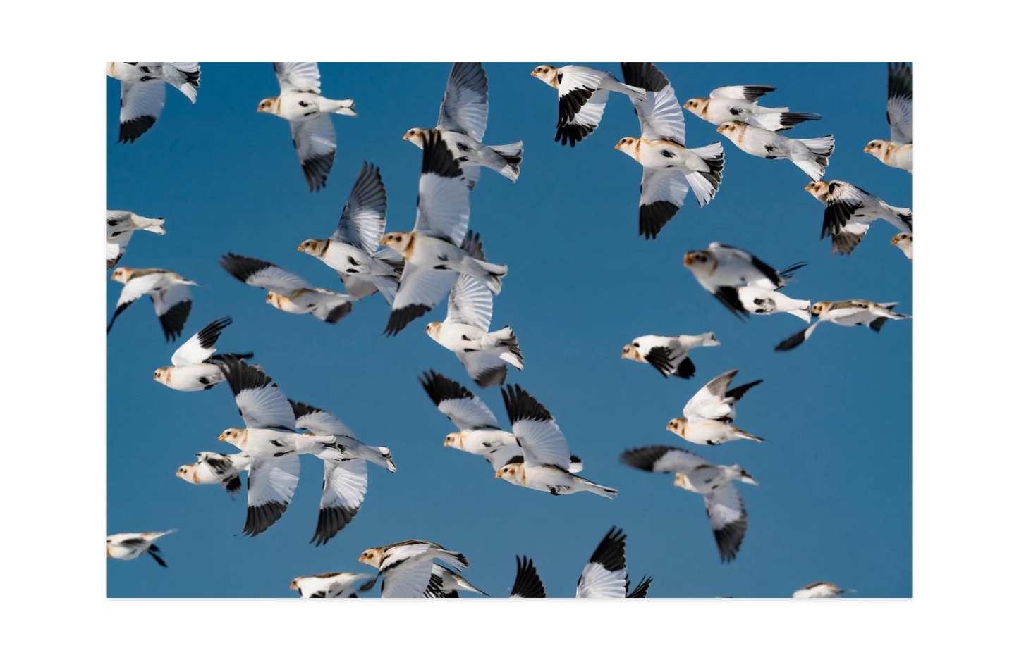 Image rendered by ArtFlows