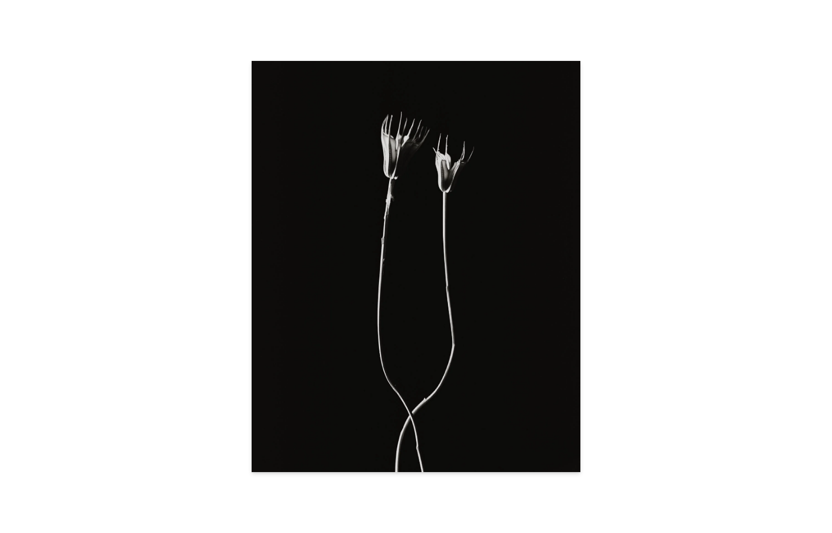 Image rendered by ArtFlows