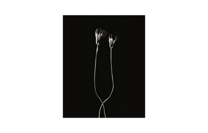 Image rendered by ArtFlows