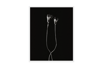 Image rendered by ArtFlows