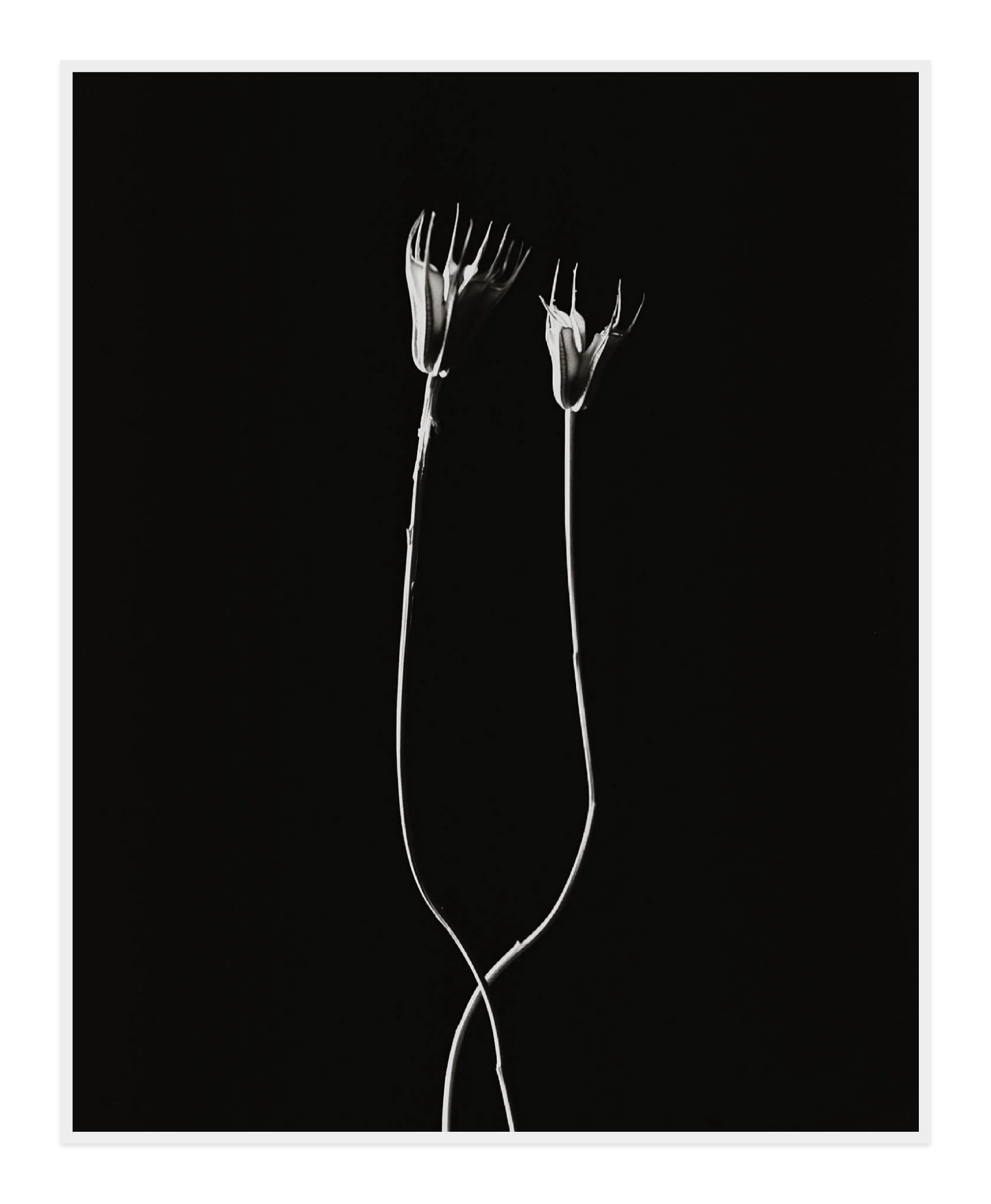 Image rendered by ArtFlows