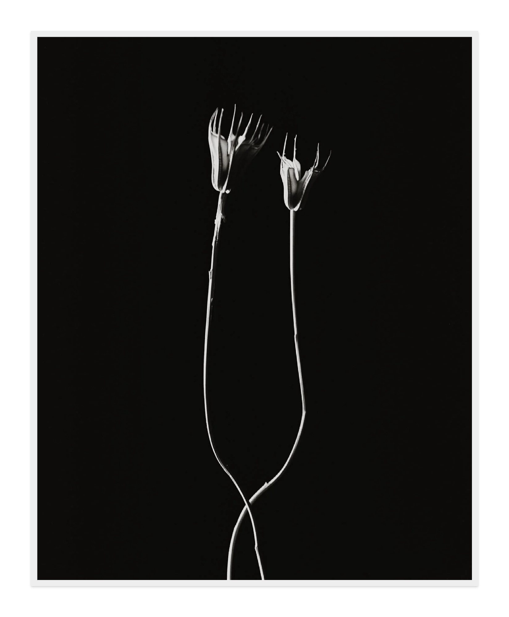 Image rendered by ArtFlows
