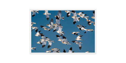 Image rendered by ArtFlows