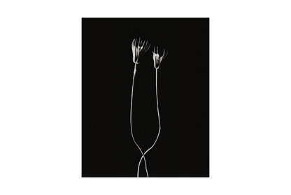 Image rendered by ArtFlows