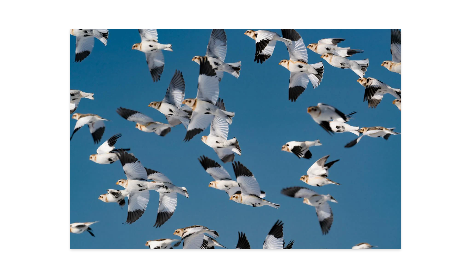 Image rendered by ArtFlows