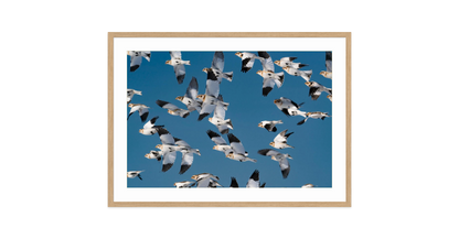 Image rendered by ArtFlows