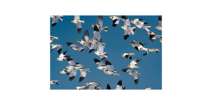 Image rendered by ArtFlows