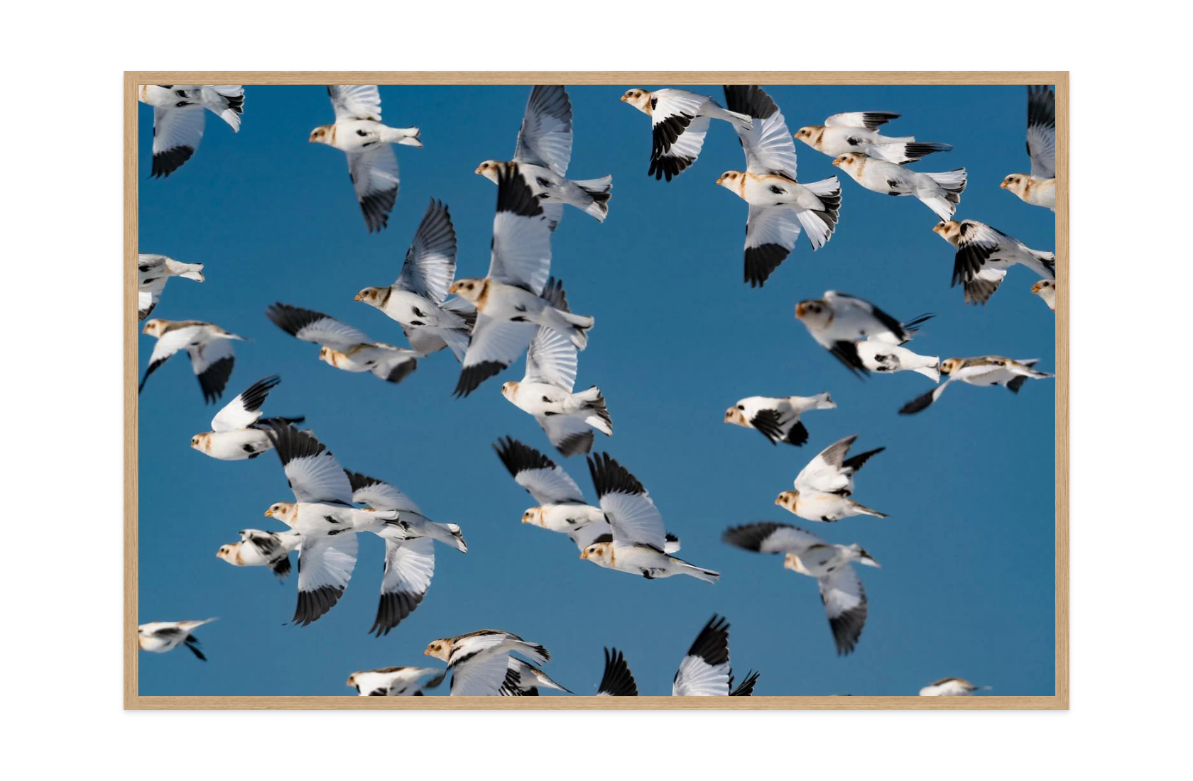 Image rendered by ArtFlows