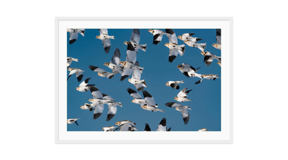 Image rendered by ArtFlows