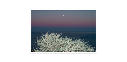 Image rendered by ArtFlows