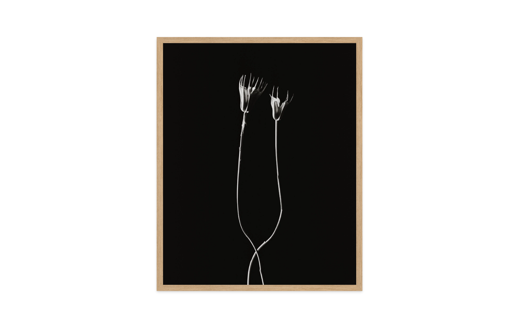 Image rendered by ArtFlows