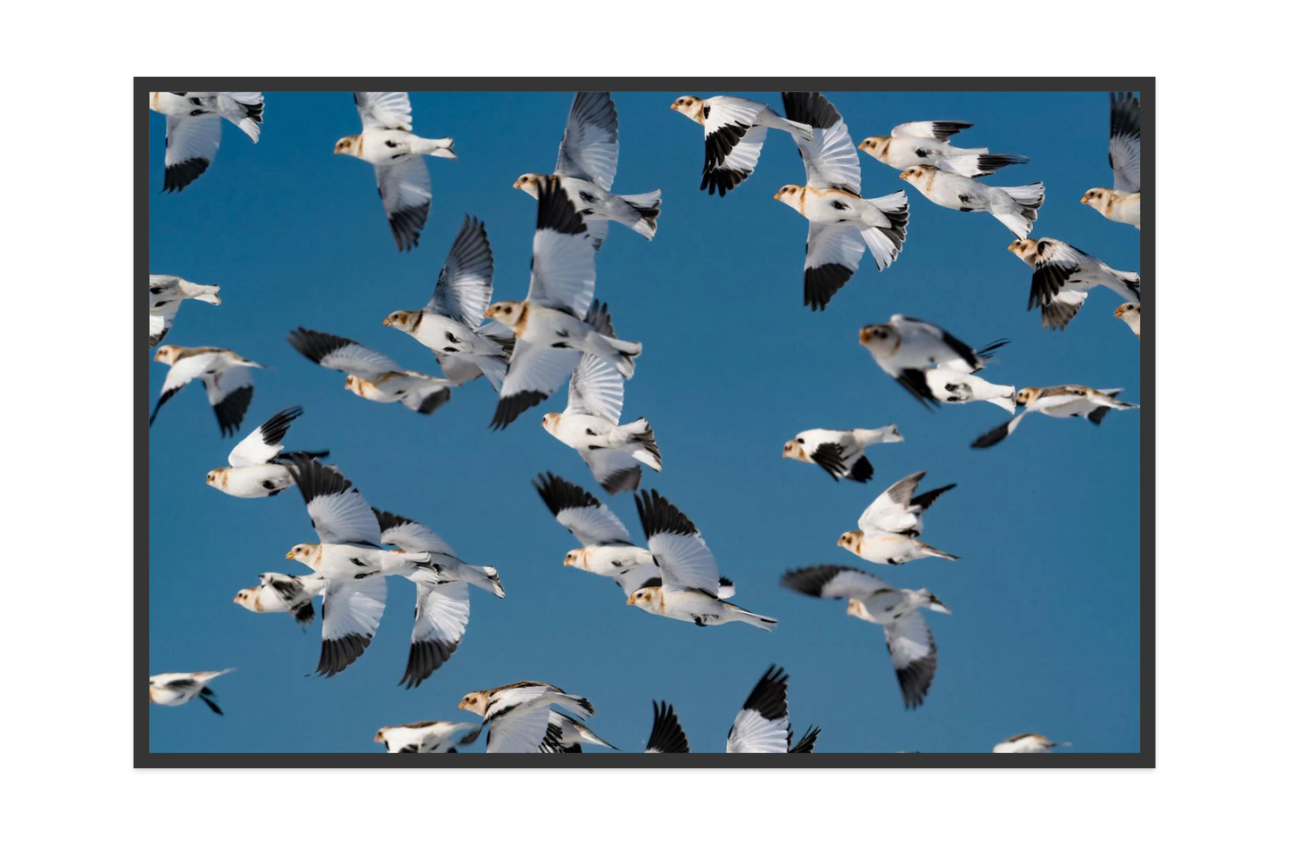 Image rendered by ArtFlows