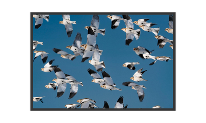 Image rendered by ArtFlows