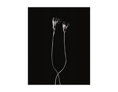 Image rendered by ArtFlows