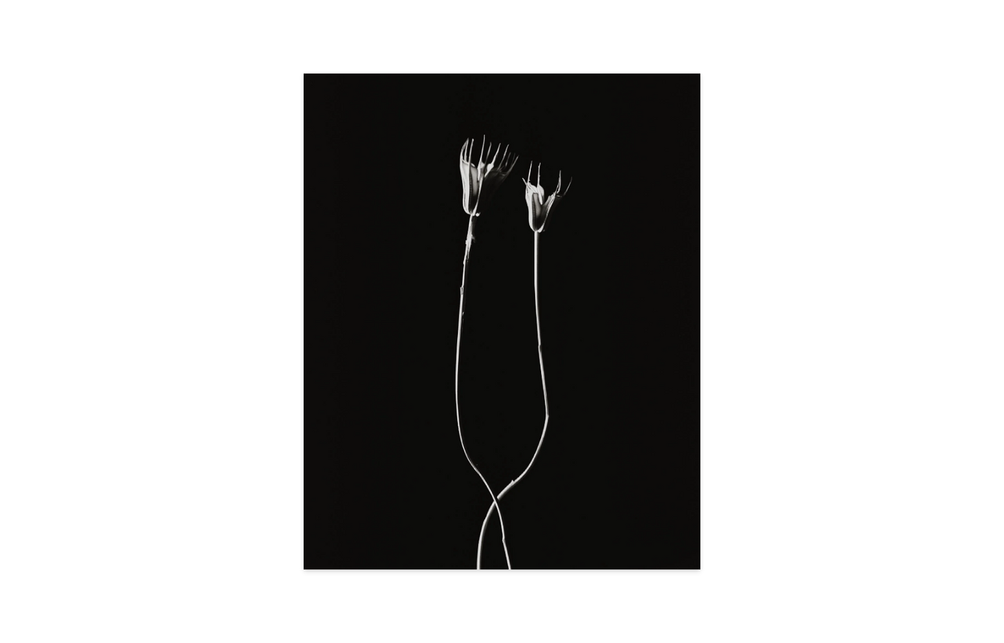 Image rendered by ArtFlows