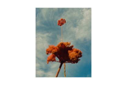 Image rendered by ArtFlows