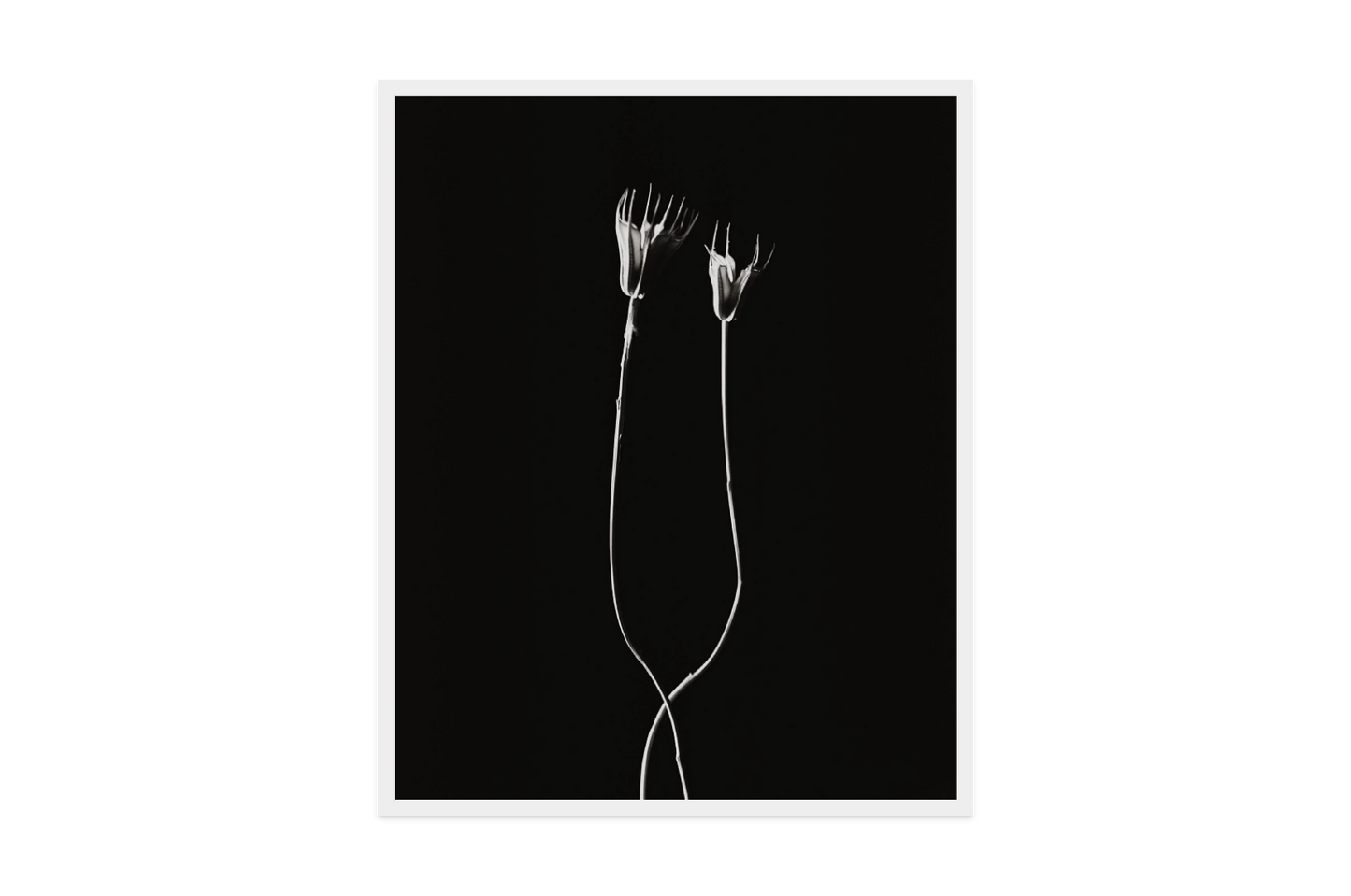 Image rendered by ArtFlows