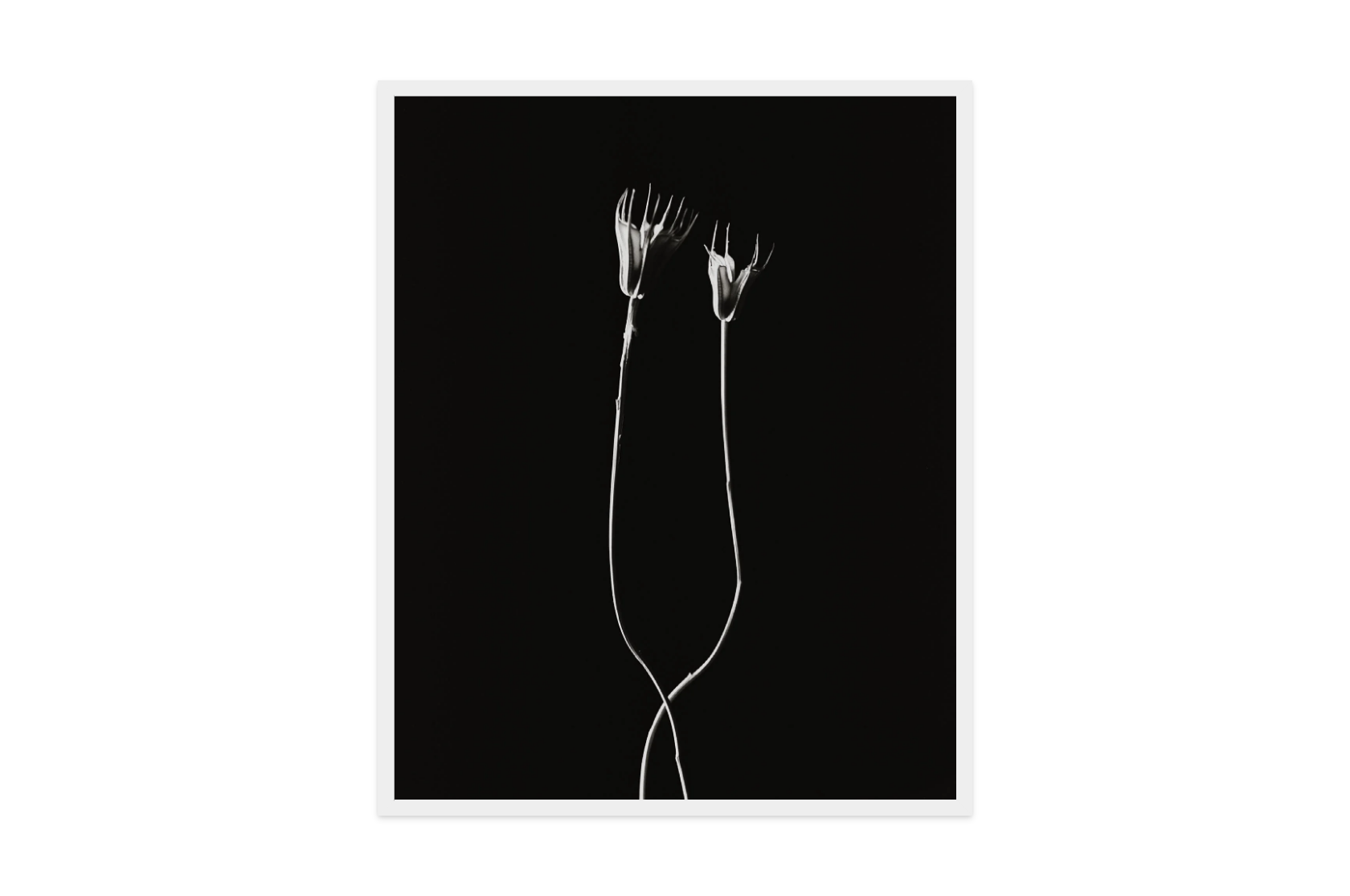 Image rendered by ArtFlows