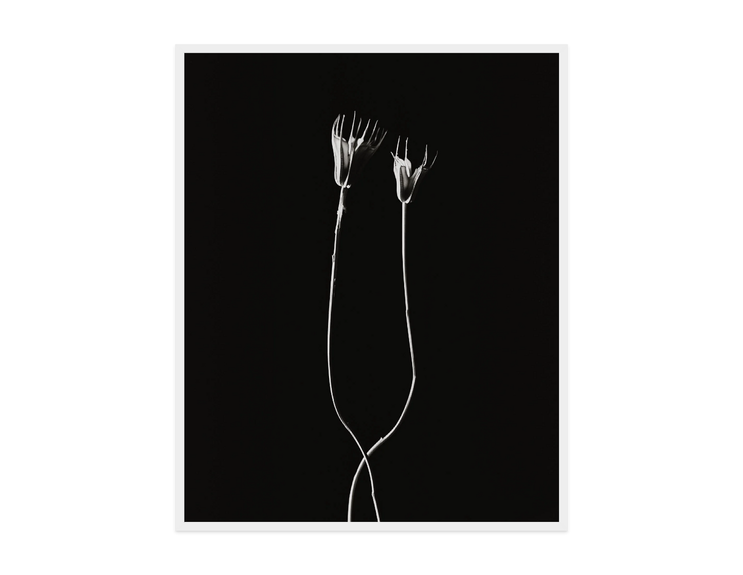 Image rendered by ArtFlows