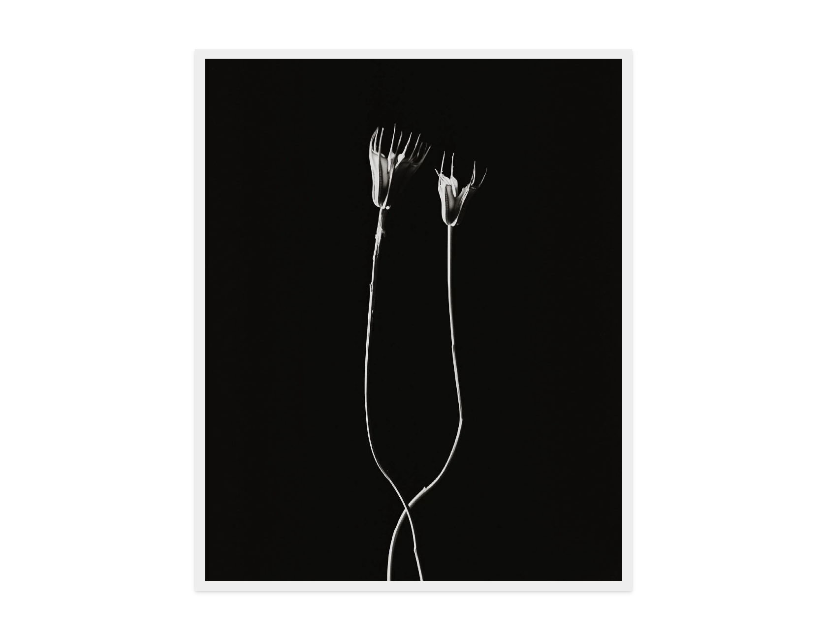 Image rendered by ArtFlows