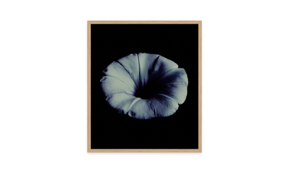 Image rendered by ArtFlows