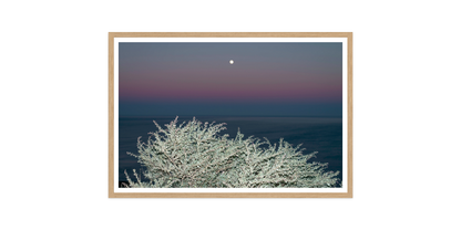Image rendered by ArtFlows