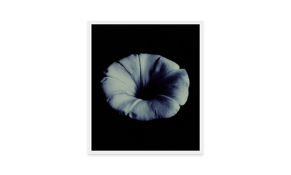 Image rendered by ArtFlows