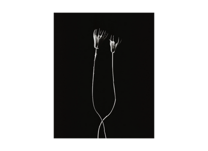 Image rendered by ArtFlows