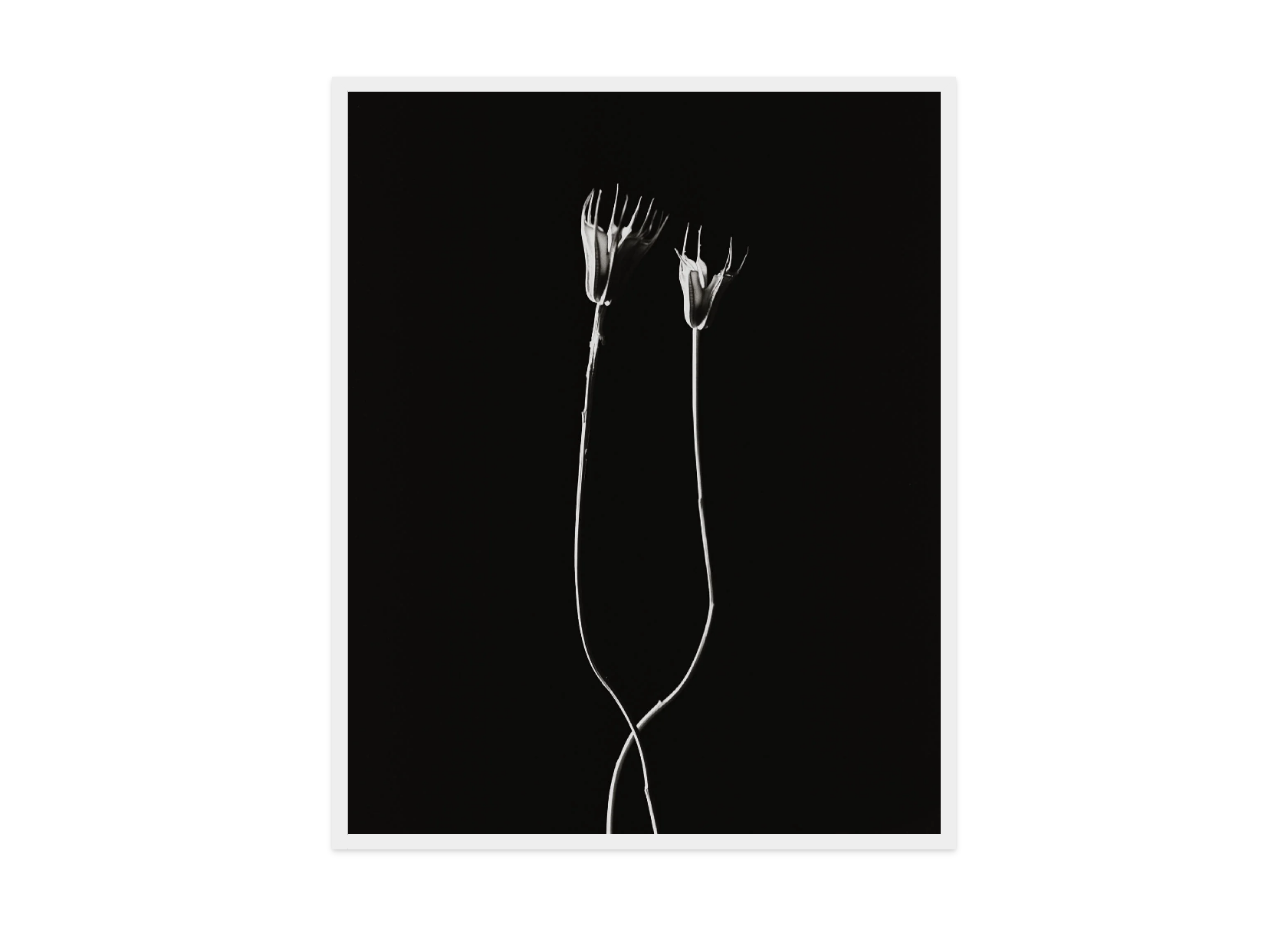 Image rendered by ArtFlows