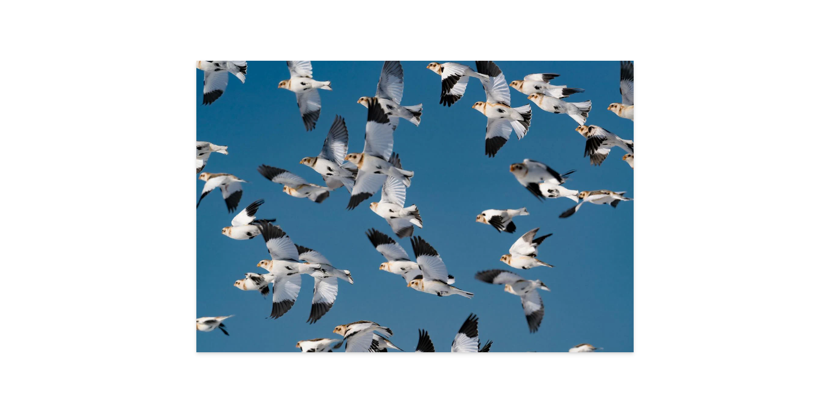 Image rendered by ArtFlows