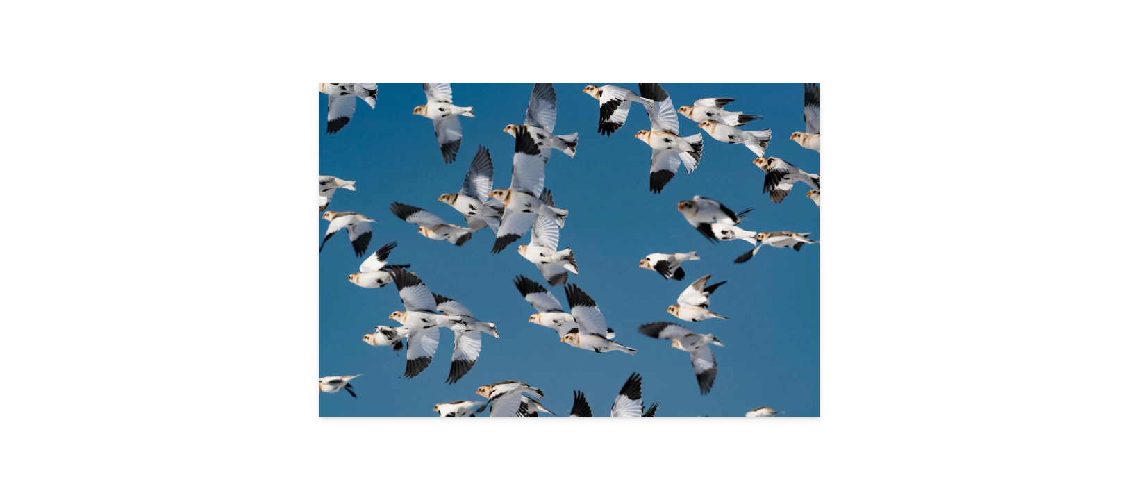 Image rendered by ArtFlows