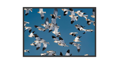 Image rendered by ArtFlows