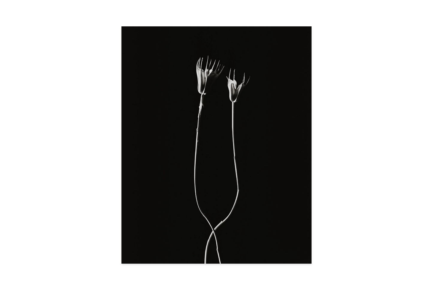 Image rendered by ArtFlows