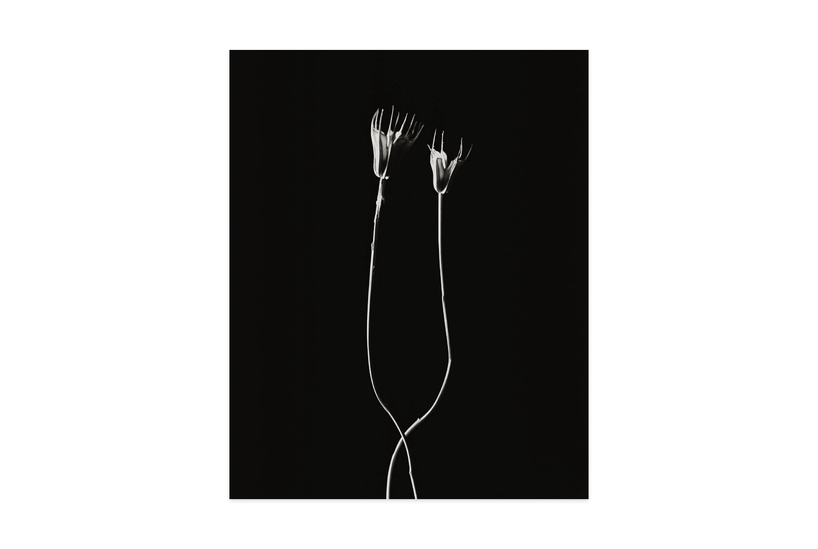 Image rendered by ArtFlows