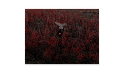 Image rendered by ArtFlows