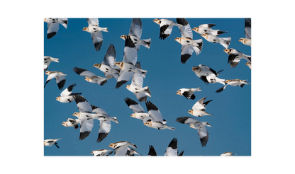 Image rendered by ArtFlows