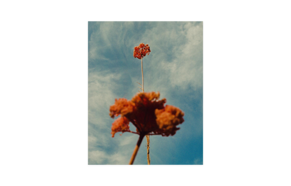 Image rendered by ArtFlows
