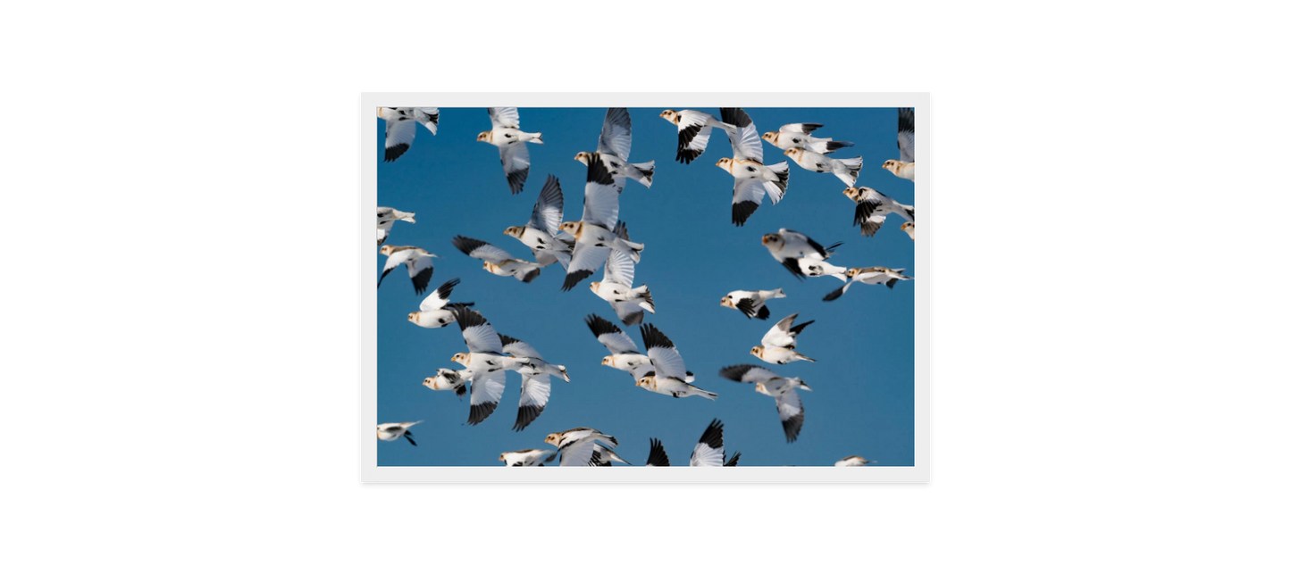 Image rendered by ArtFlows