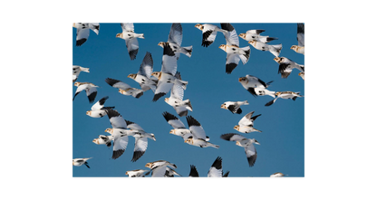 Image rendered by ArtFlows