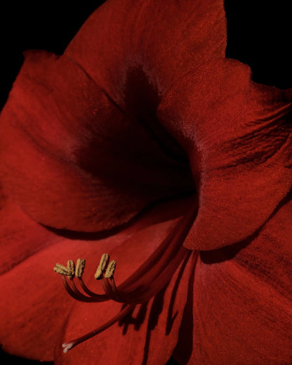 Amaryllis