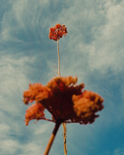 The fall